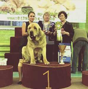 Победитель выставки собак