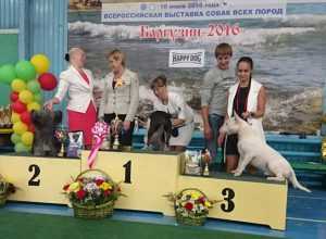 Призеры собачьей выставки