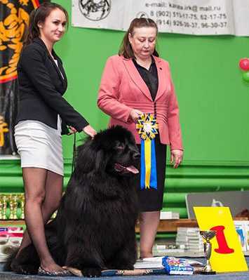 Победитель Всеросийской выставки собак