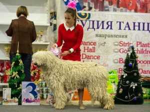 Третье место на выставке собак