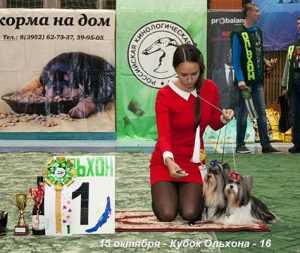 Лучшая пара выставки собак на Ольхон