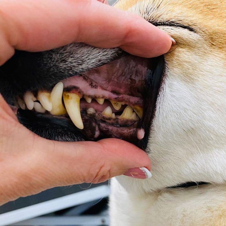 Очень важно следить за состоянием зубов собаки! Это портит не только внешний вид...
