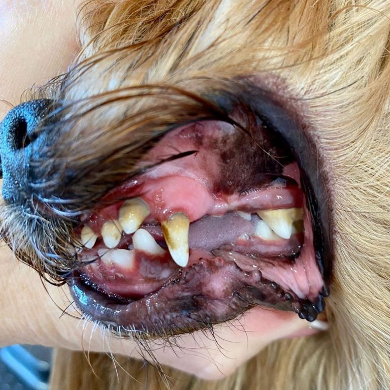 Мы уже несколько раз писали о том, как важно следить за состоянием зубов собаки....